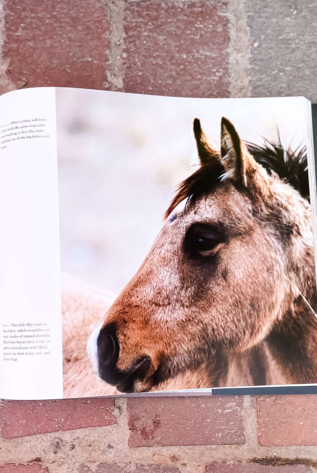 Wild Horses Of The West Book