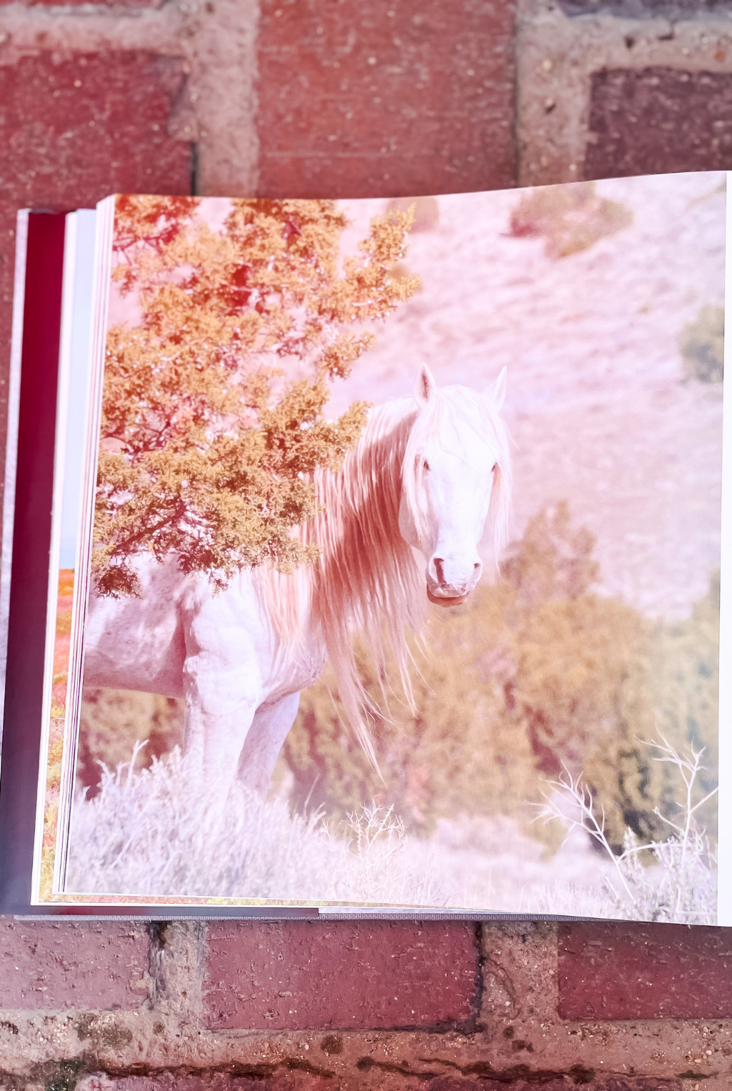Wild Horses Of The West Book
