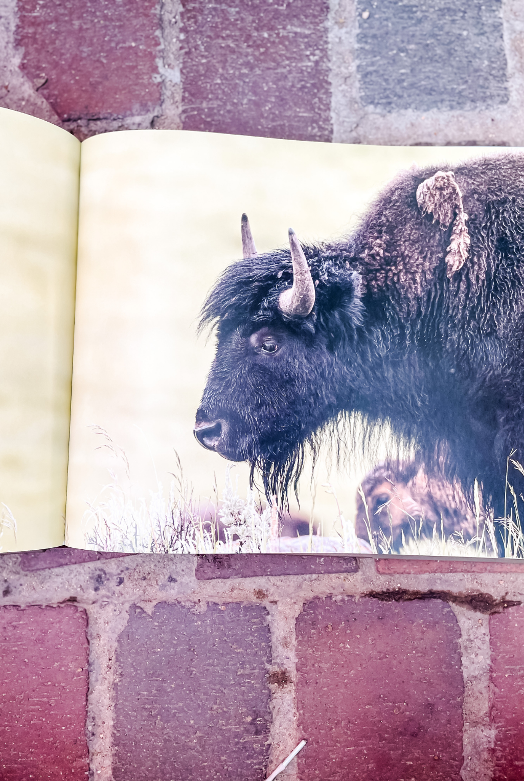 Bison - Portrait Of An Icon Book