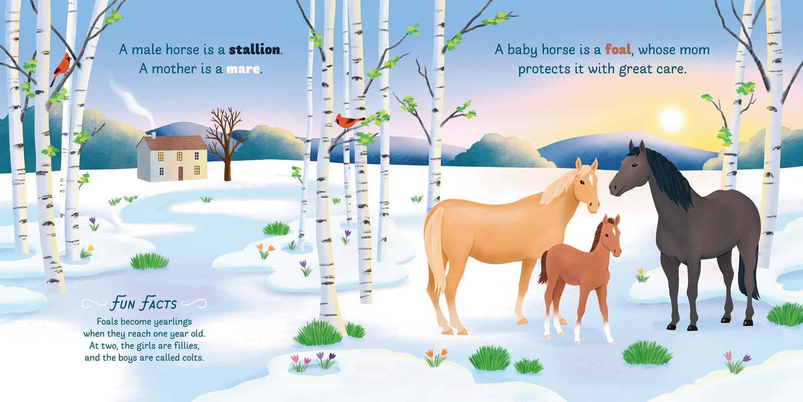 Little Genius Horses Book