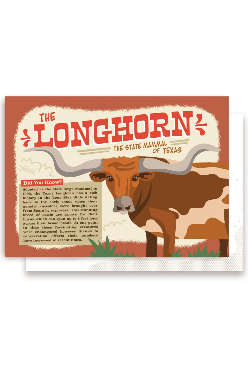 Longhorn Postcard